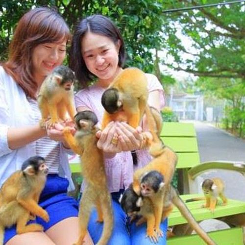 일본 오키나와 이시가키 야이마 마을 입장권