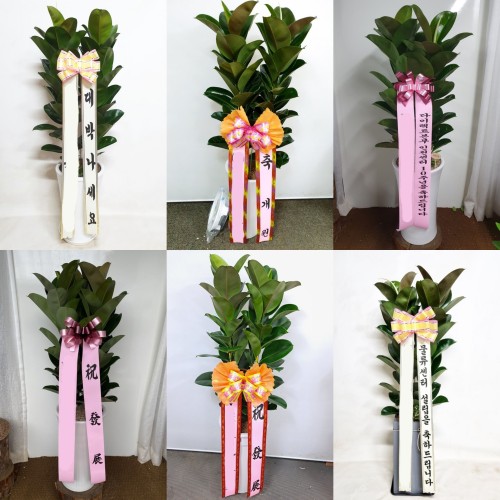 고무나무 (대) 고급 개업 승진 대형화분 가게 오픈 축하 확장 이전 화분 당일 배달 배송