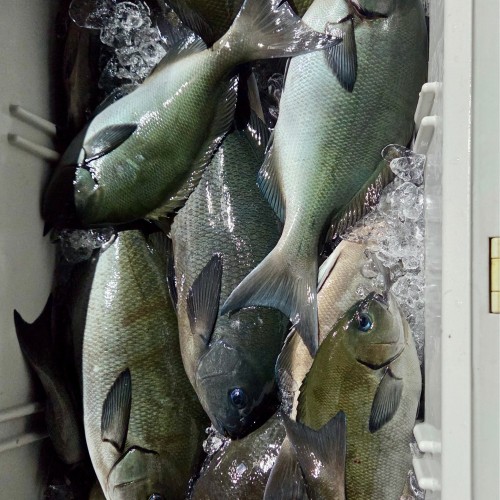대마도 낚시 2박3일 세트팩(선박+숙박+렌터카) 벵에돔 무늬오징어 낚시왕 배편